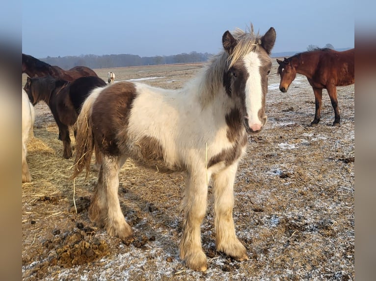 Gypsy Horse Stallion 1 year 14,2 hh Tobiano-all-colors in Heiligengrabe Liebenthal