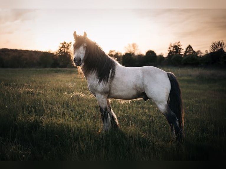 Gypsy Horse Mix Stallion 1 year 15,1 hh Overo-all-colors in Dorog