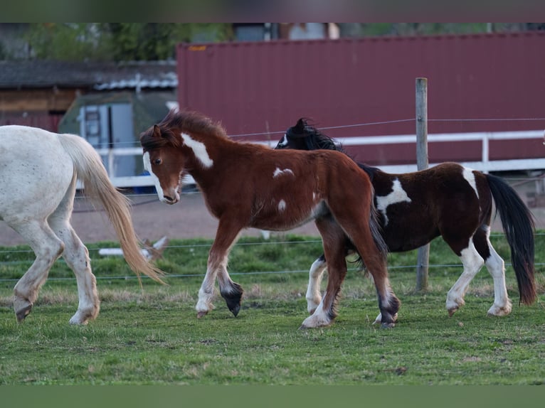 Gypsy Horse Mix Stallion 1 year 15,1 hh Overo-all-colors in Dorog