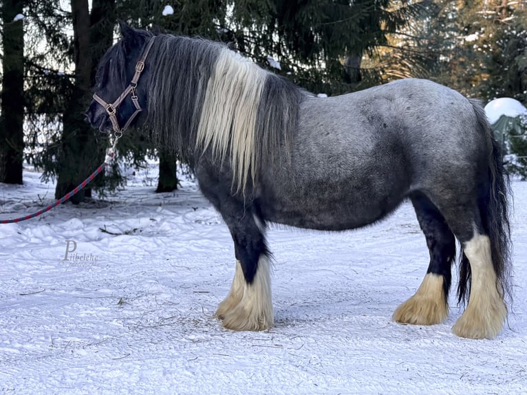 Gypsy Horse Stallion 1 year 15.1 hh Roan-Blue in Kohila