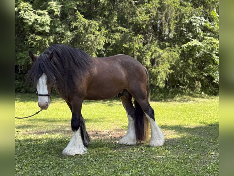 Gypsy Horse Stallion 1 year 15.1 hh Roan-Blue in Kohila