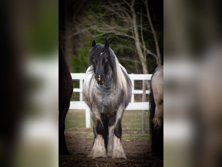 Gypsy Horse Stallion 1 year 15.1 hh Roan-Blue in Kohila