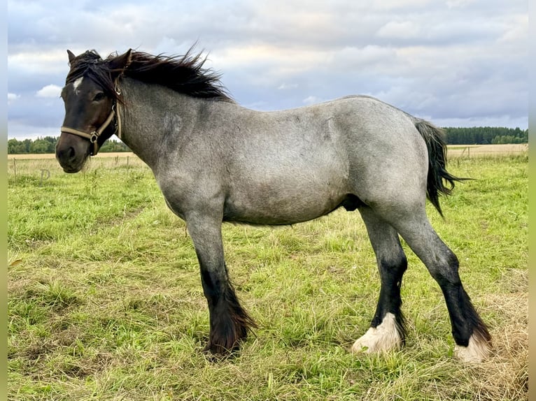 Gypsy Horse Stallion 1 year 15.1 hh Roan-Blue in Kohila