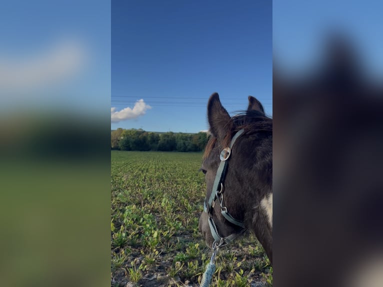 Gypsy Horse Stallion 1 year 15,2 hh Pinto in Gundersheim