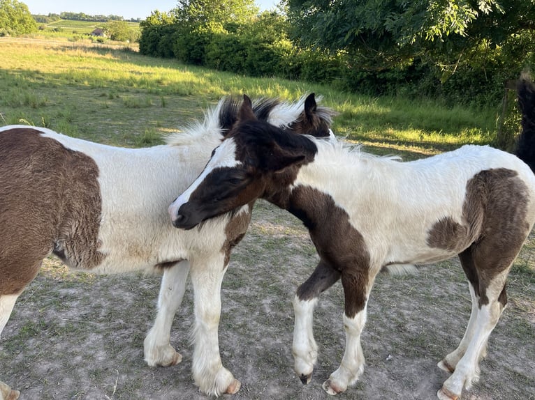 Gypsy Horse Stallion 1 year 15,2 hh Pinto in Gundersheim