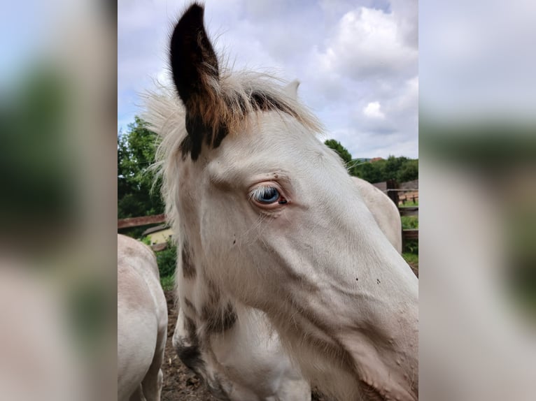 Gypsy Horse Stallion 1 year 15,2 hh Sabino in Wlen