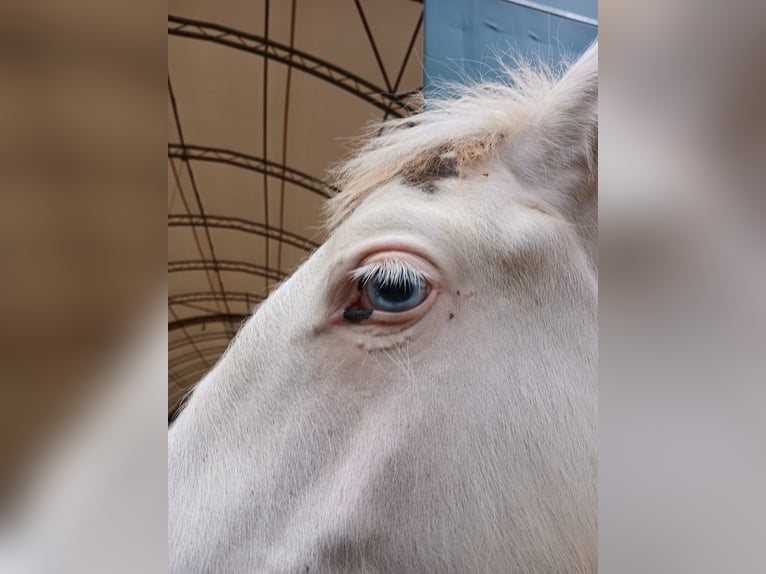 Gypsy Horse Stallion 1 year 15,2 hh Sabino in Wlen