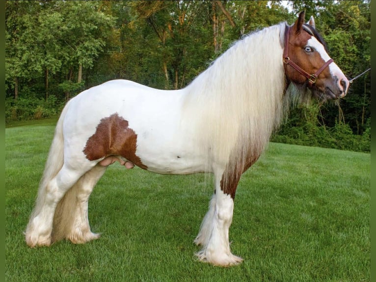 Gypsy Horse Stallion 1 year 15 hh Bay in South Lyon
