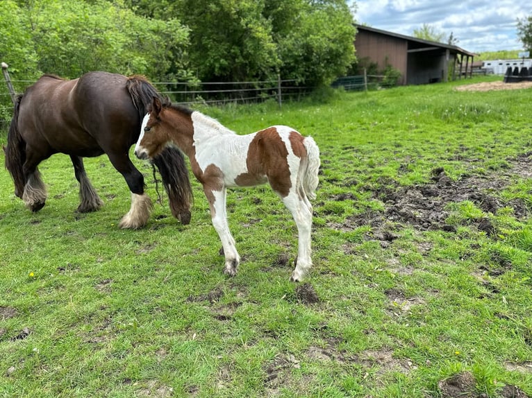 Gypsy Horse Stallion 1 year 15 hh Bay in South Lyon