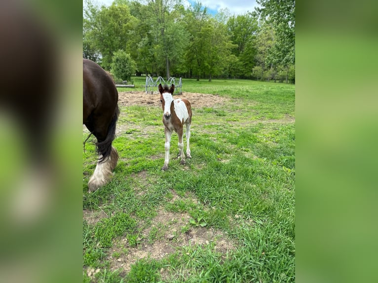 Gypsy Horse Stallion 1 year 15 hh Bay in South Lyon