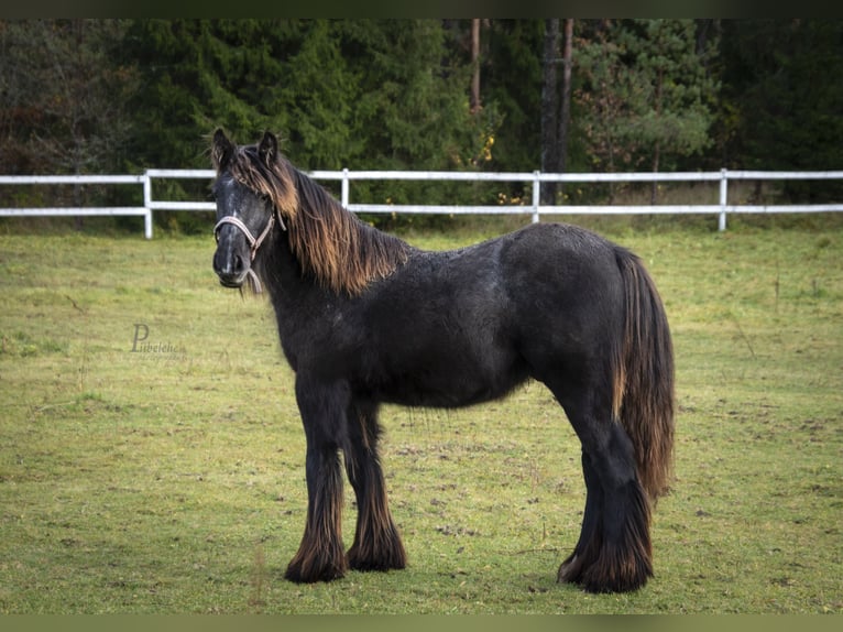 Gypsy Horse Stallion 1 year 15 hh Grey in Kohila