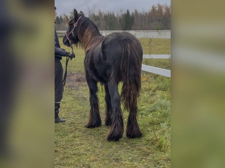 Gypsy Horse Stallion 1 year 15 hh Grey in Kohila