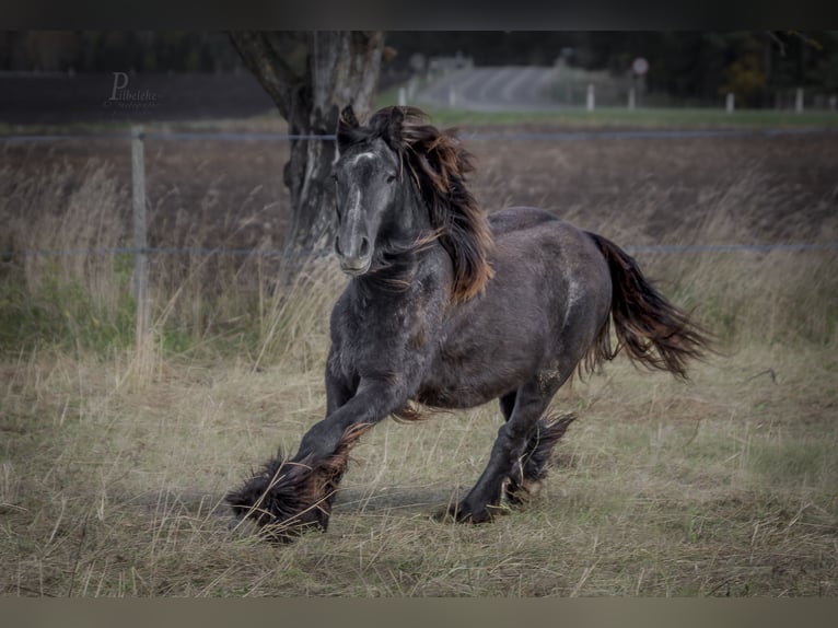 Gypsy Horse Stallion 1 year 15 hh Grey in Kohila Gypsy Horse Stallion 1 year 15 hh Grey in Kohila