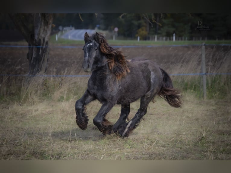 Gypsy Horse Stallion 1 year 15 hh Grey in Kohila Gypsy Horse Stallion 1 year 15 hh Grey in Kohila