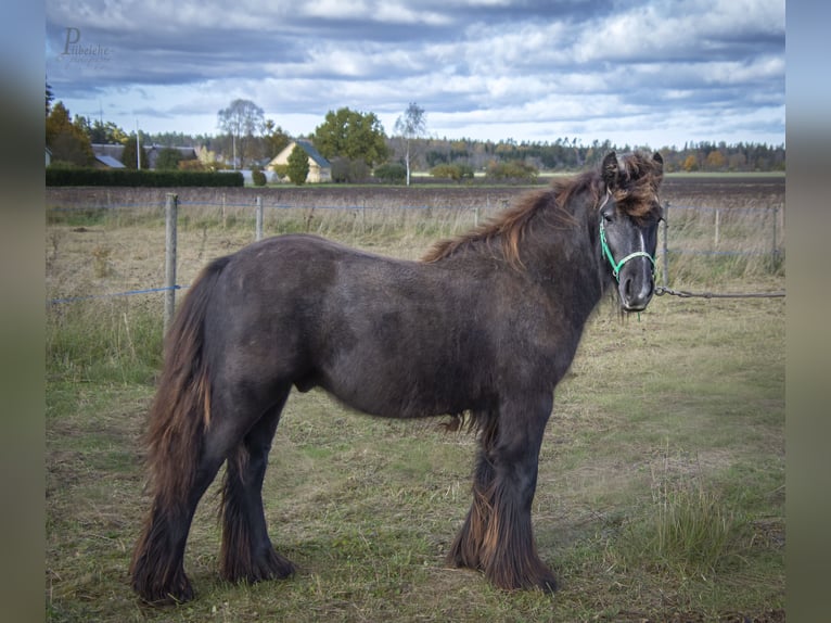 Gypsy Horse Stallion 1 year 15 hh Grey in Kohila Gypsy Horse Stallion 1 year 15 hh Grey in Kohila