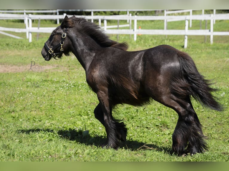 Gypsy Horse Stallion 1 year 15 hh Grey in Kohila Gypsy Horse Stallion 1 year 15 hh Grey in Kohila
