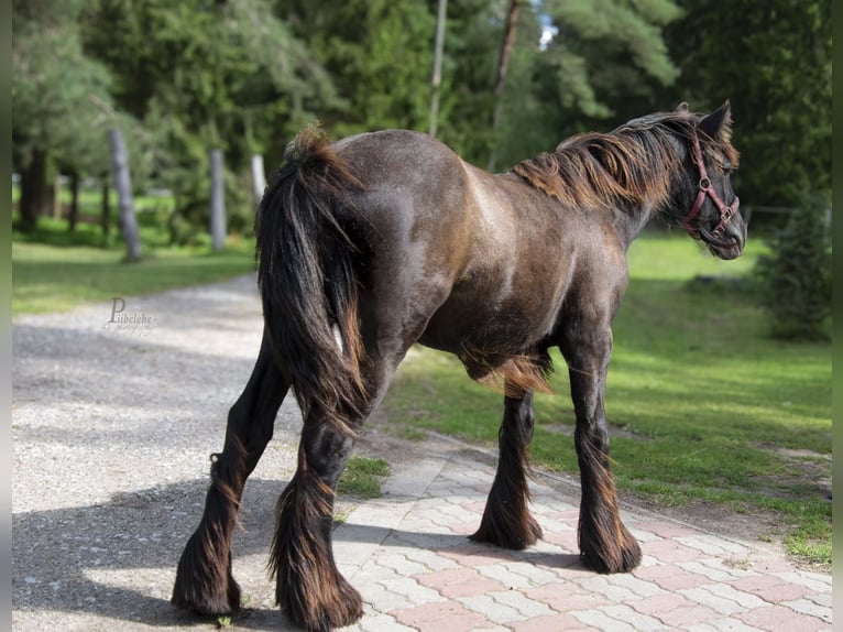Gypsy Horse Stallion 1 year 15 hh Grey in Kohila Gypsy Horse Stallion 1 year 15 hh Grey in Kohila