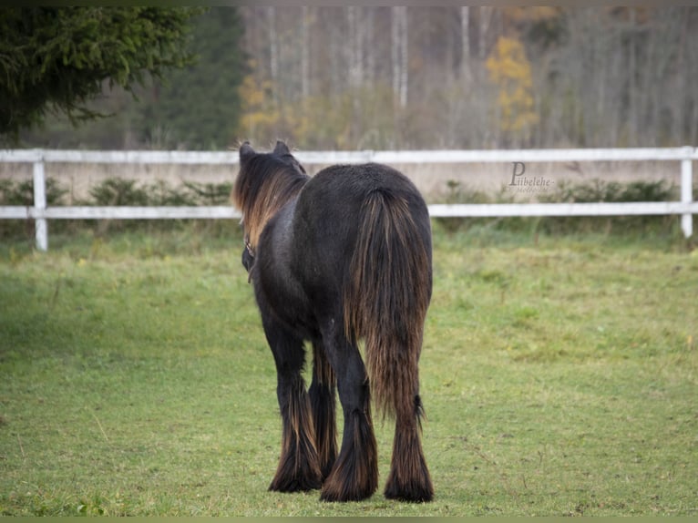 Gypsy Horse Stallion 1 year 15 hh Grey in Kohila