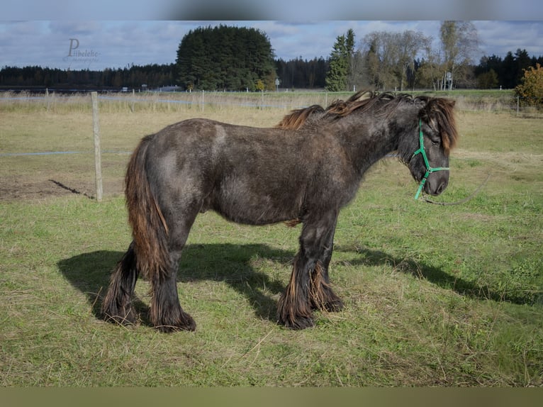 Gypsy Horse Stallion 1 year 15 hh Grey in Kohila Gypsy Horse Stallion 1 year 15 hh Grey in Kohila