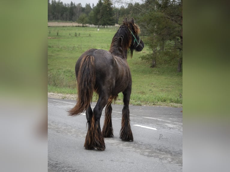 Gypsy Horse Stallion 1 year 15 hh Grey in Kohila Gypsy Horse Stallion 1 year 15 hh Grey in Kohila