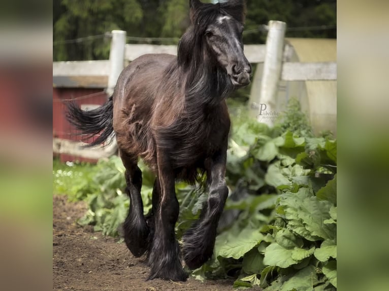 Gypsy Horse Stallion 1 year 15 hh Grey in Kohila Gypsy Horse Stallion 1 year 15 hh Grey in Kohila