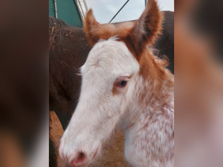 Gypsy Horse Stallion 1 year 15 hh Sabino in Wleń