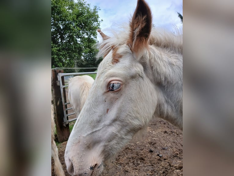 Gypsy Horse Stallion 1 year 15 hh Sabino in Wlen