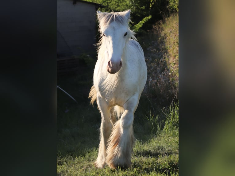 Gypsy Horse Stallion 1 year 15,1 hh Sabino in Termes