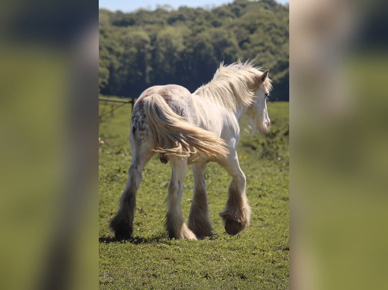 Gypsy Horse Stallion 1 year 15,1 hh Sabino in Termes