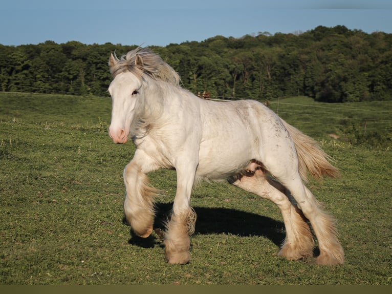 Gypsy Horse Stallion 1 year 15,1 hh Sabino in Termes