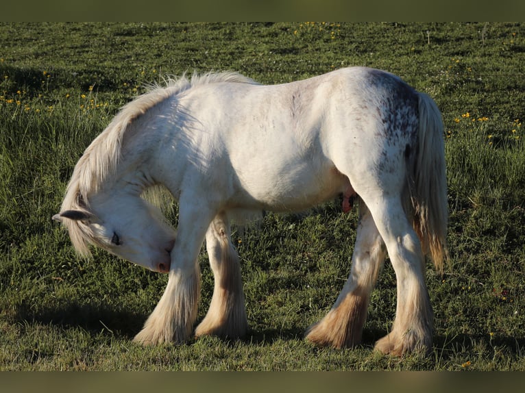 Gypsy Horse Stallion 1 year 15,1 hh Sabino in Termes