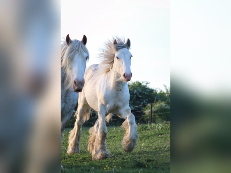 Gypsy Horse Stallion 1 year 15,1 hh Sabino in Termes