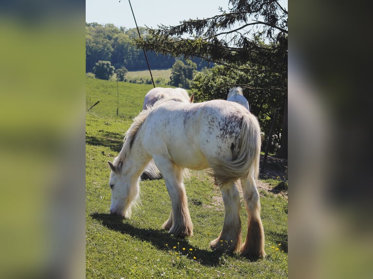 Gypsy Horse Stallion 1 year 15,1 hh Sabino in Termes
