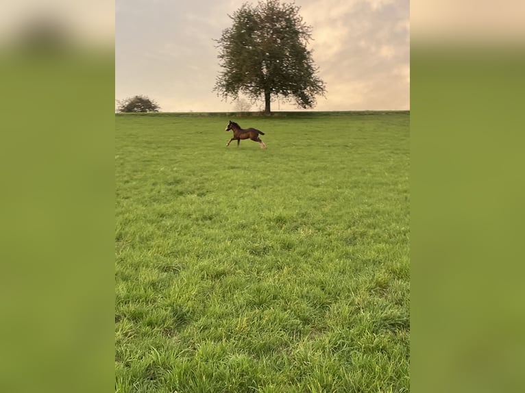 Gypsy Horse Stallion 1 year Bay-Dark in Eisingen