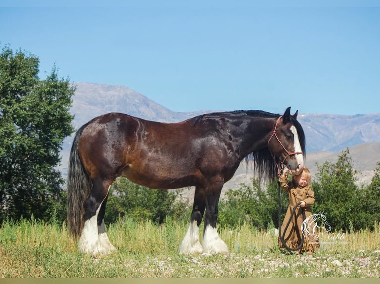 Gypsy Horse Stallion 1 year Bay in Cody, WY