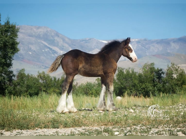 Gypsy Horse Stallion 1 year Bay in Cody, WY