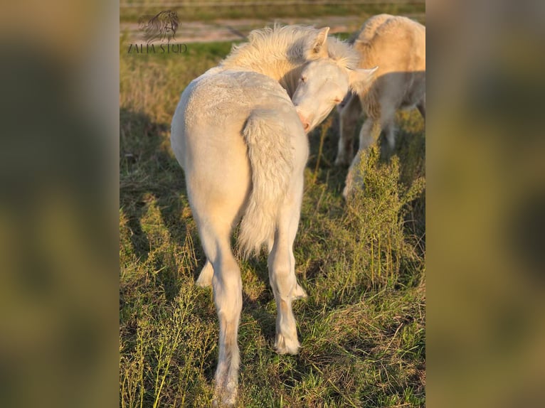 Gypsy Horse Stallion 1 year Cremello in Sadówka