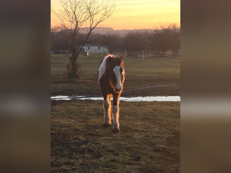 Gypsy Horse Stallion 1 year Pinto in Luszowice