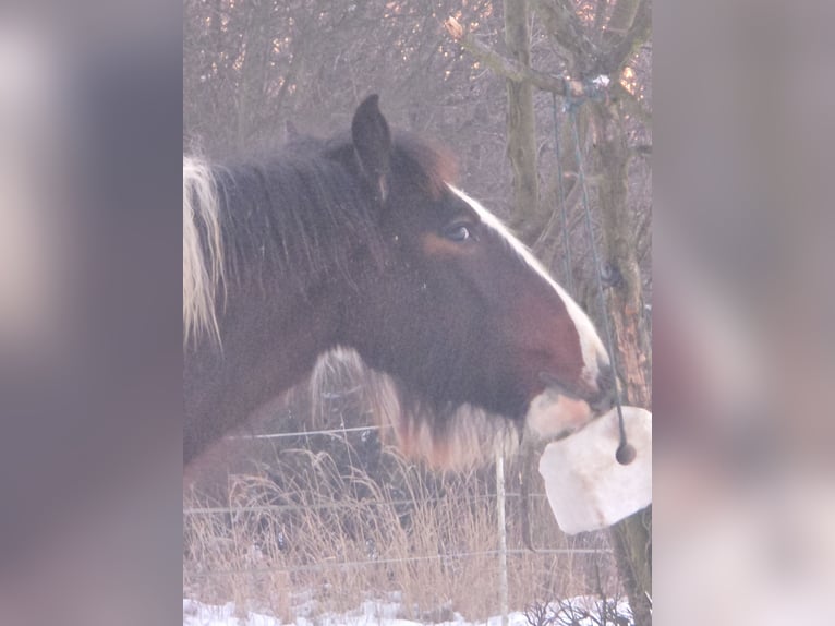 Gypsy Horse Stallion 1 year Pinto in Luszowice