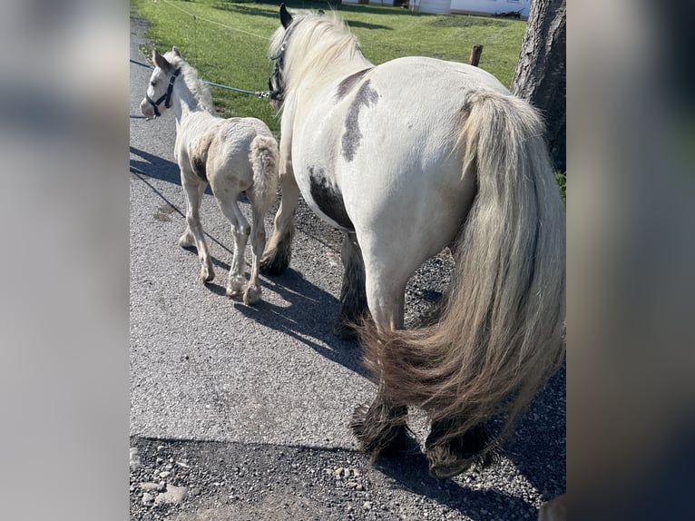 Gypsy Horse Stallion 1 year Pinto in Böbing