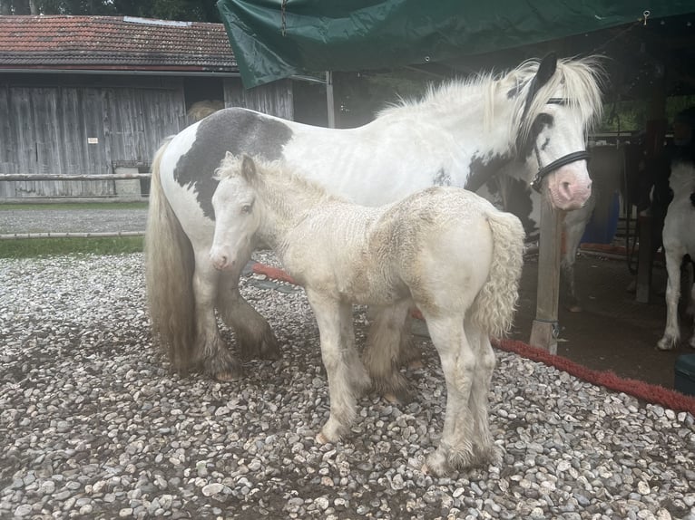 Gypsy Horse Stallion 1 year Pinto in Böbing