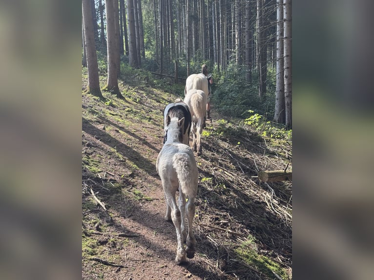 Gypsy Horse Stallion 1 year Pinto in Böbing