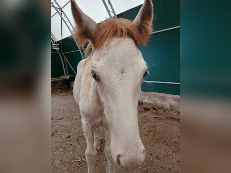 Gypsy Horse Stallion 1 year Sabino in Wlen