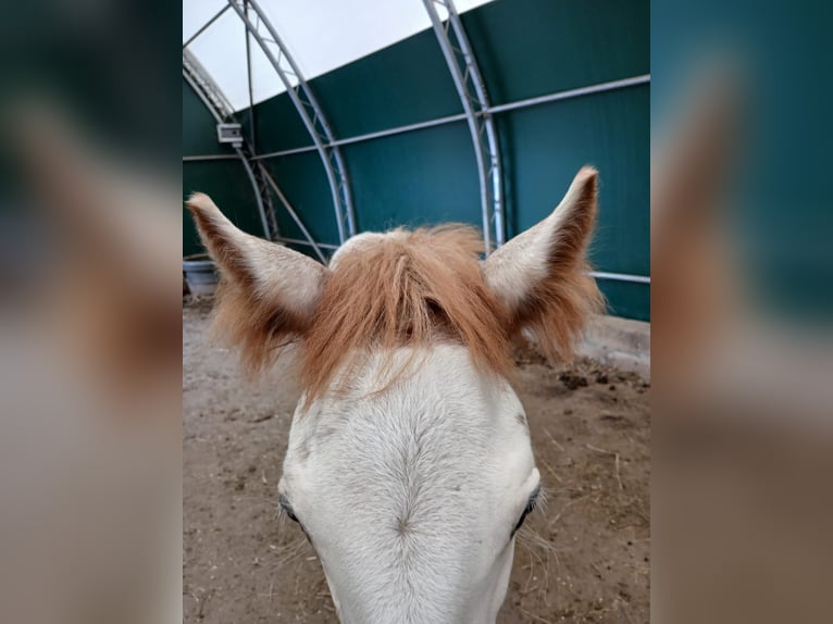 Gypsy Horse Stallion 1 year Sabino in Wlen