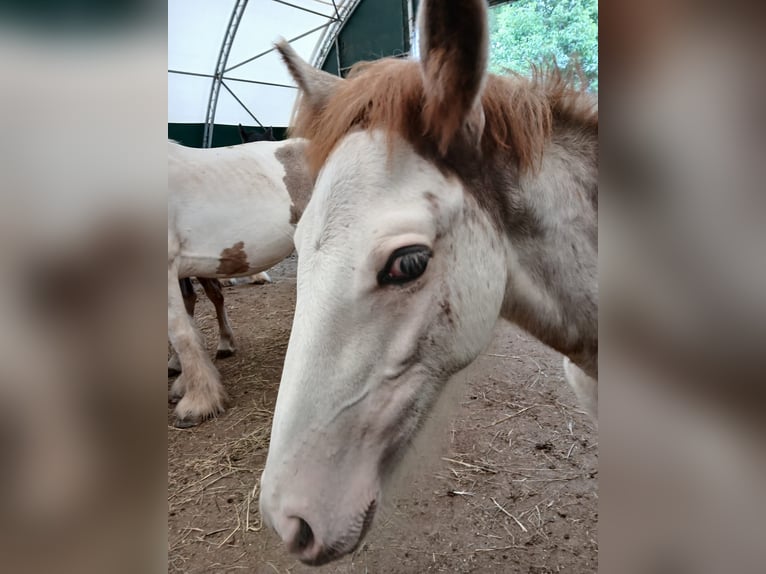 Gypsy Horse Stallion 1 year Sabino in Wlen