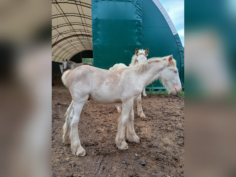 Gypsy Horse Stallion 1 year Sabino in Wlen