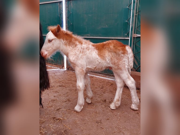 Gypsy Horse Stallion 1 year Sabino in Wlen