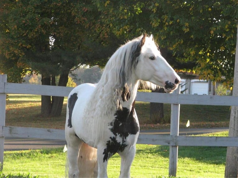 Gypsy Horse Stallion 20 years 16 hh in Allentown, NJ