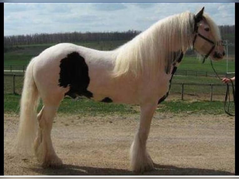 Gypsy Horse Stallion 20 years 16 hh in Allentown, NJ