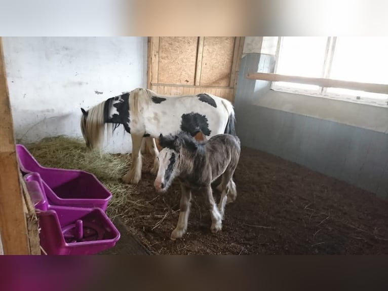 Gypsy Horse Stallion 2 years 12,1 hh Brown in Fahrenzhausen